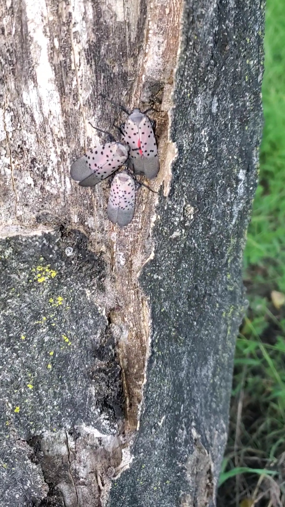 West Catasauqua Playground - Whitehall Township, PA