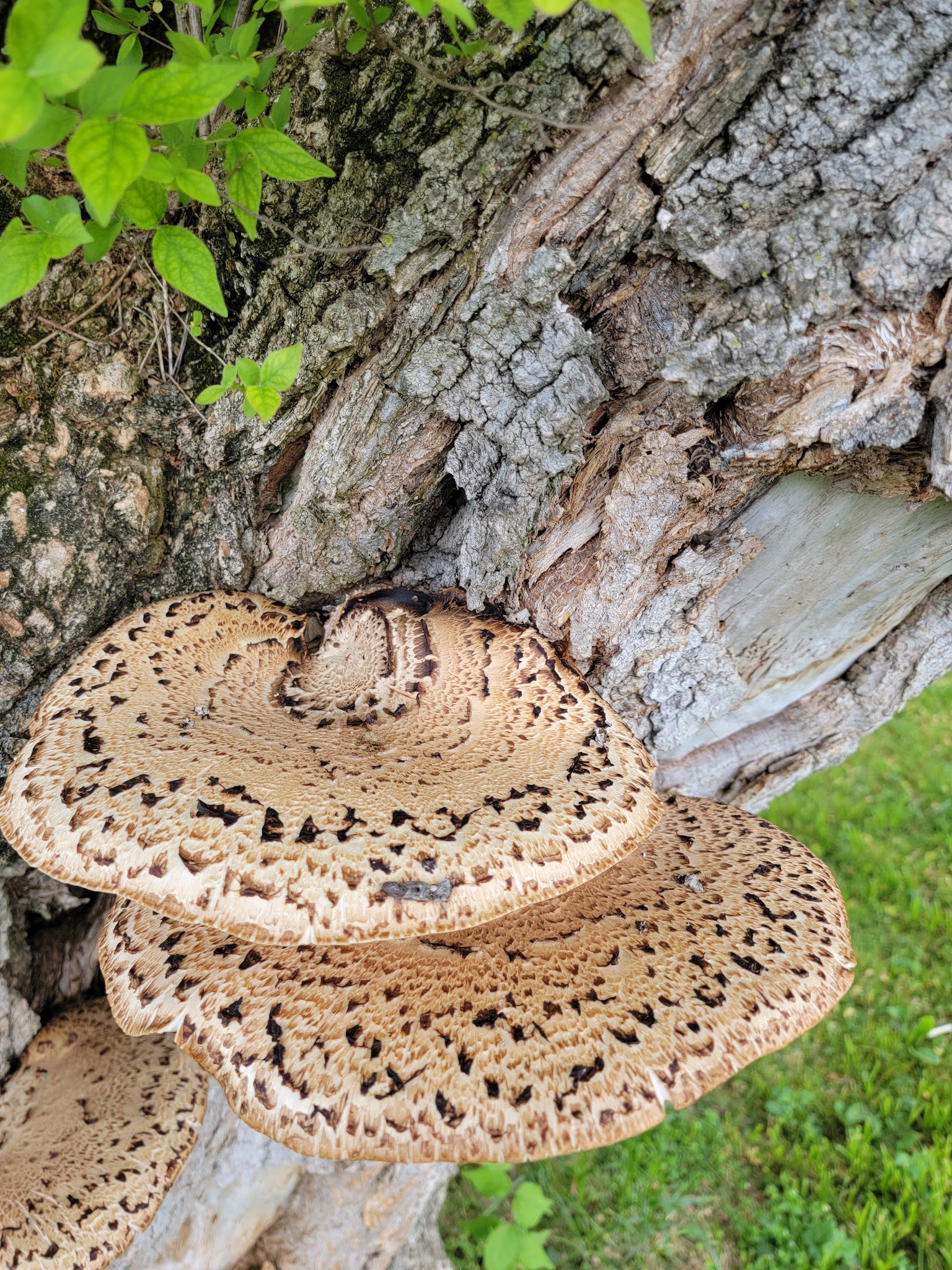 West Catasauqua Playground - Whitehall Township, PA