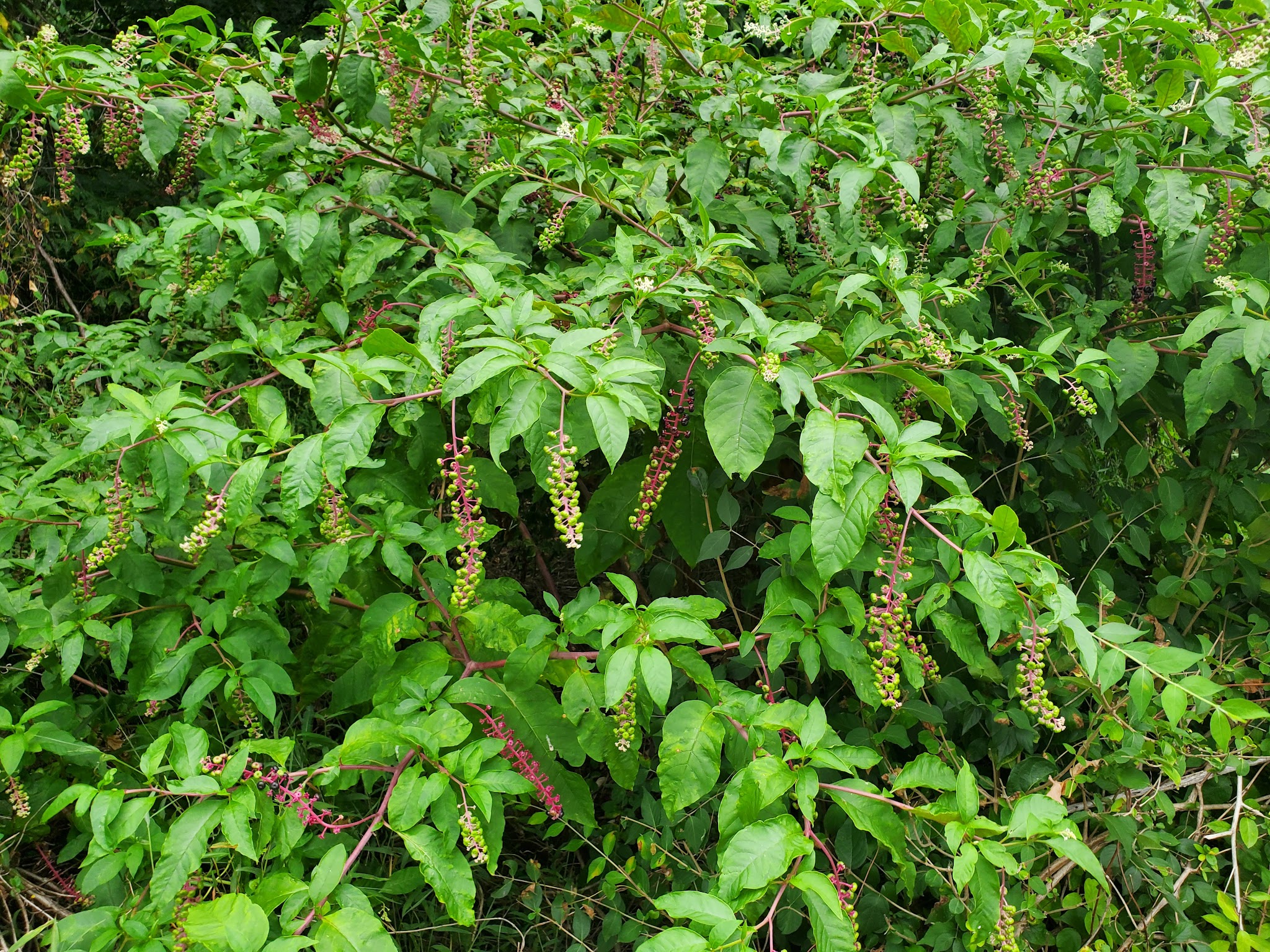 West Catasauqua Playground - Whitehall Township, PA