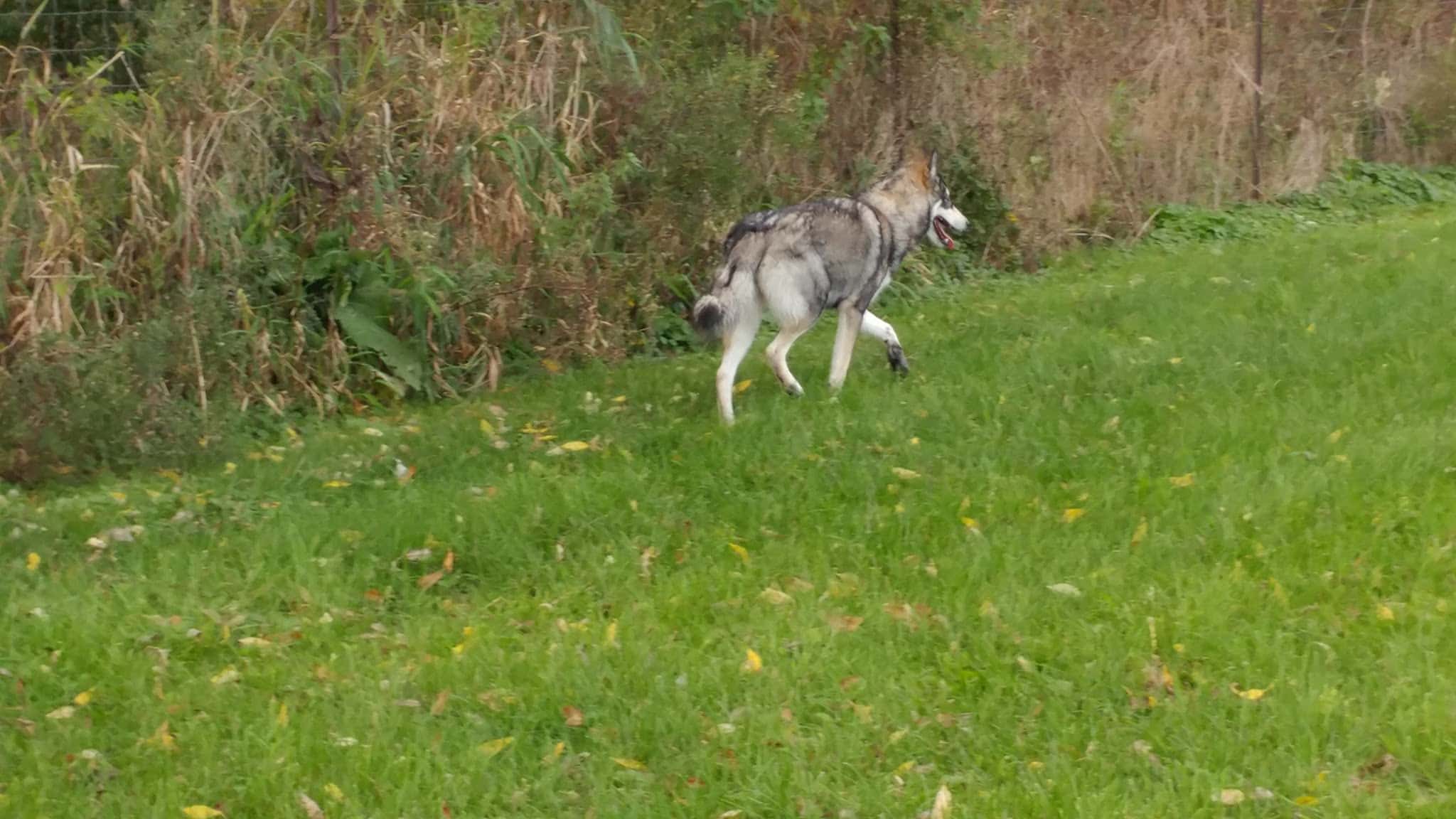 Whitewater Bark Park - Whitewater, WI