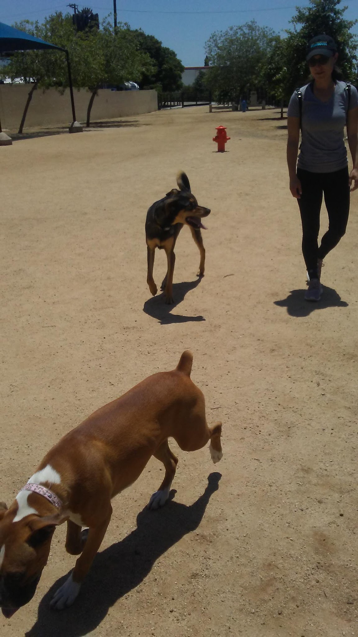 Whittier Dog Park - Whittier, CA