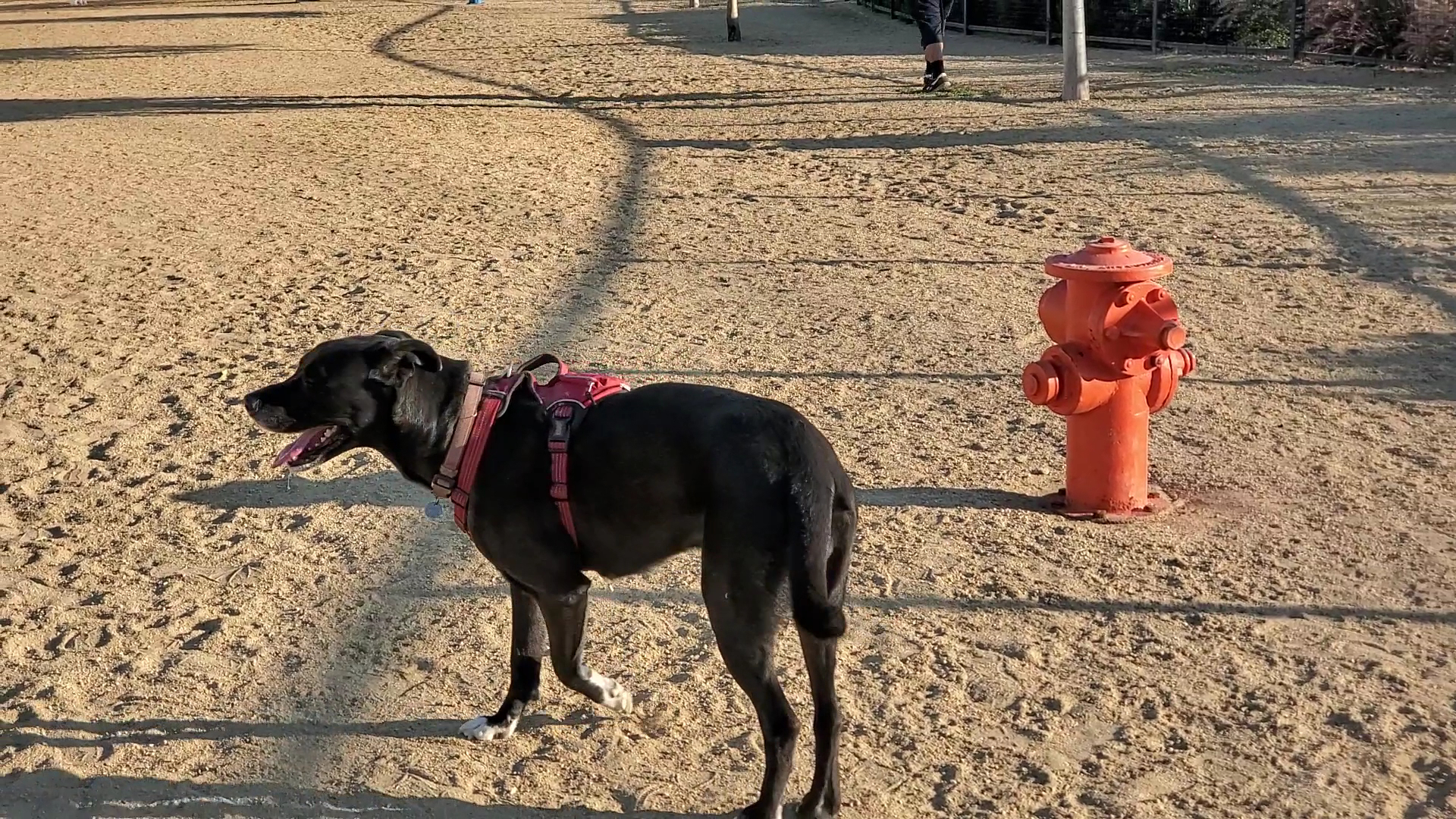 Whittier Dog Park - Whittier, CA