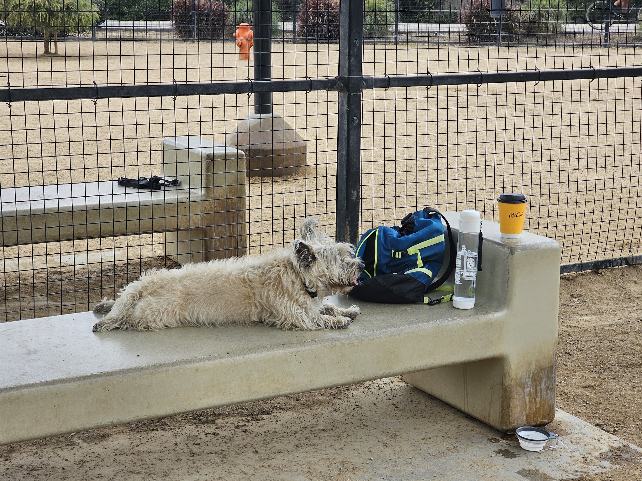 Whittier Dog Park - Whittier, CA