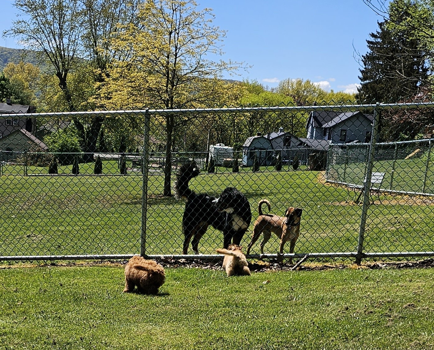 Loyalsock Dog Park - Williamsport, PA