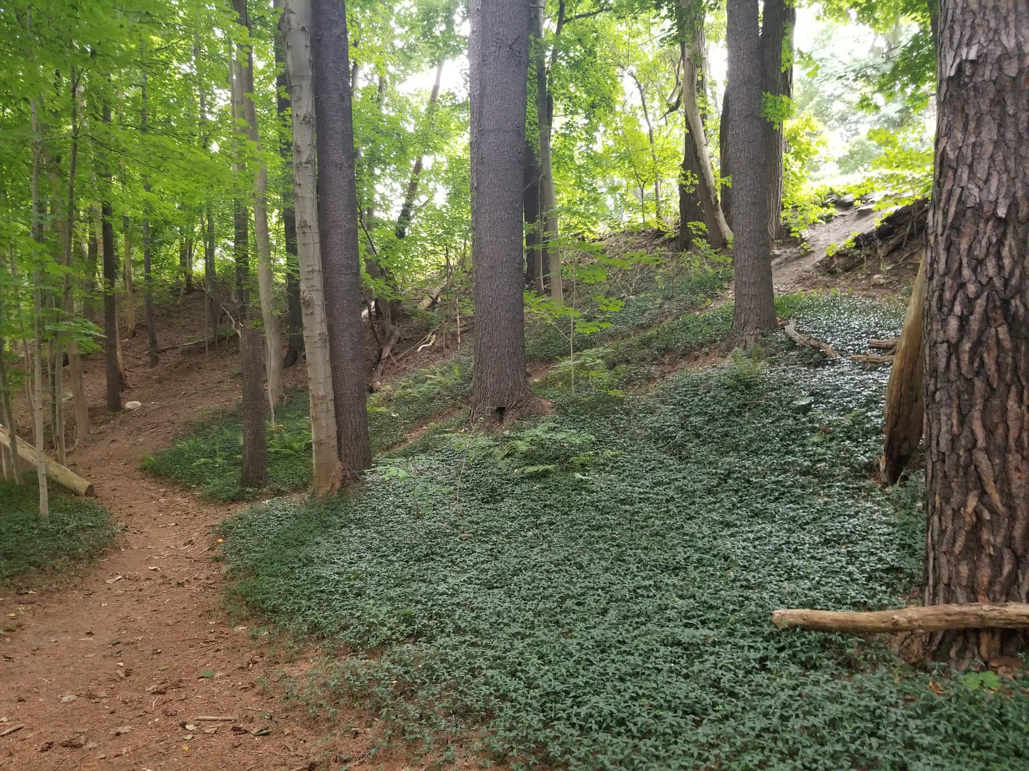 Linear Park - Williamstown, MA