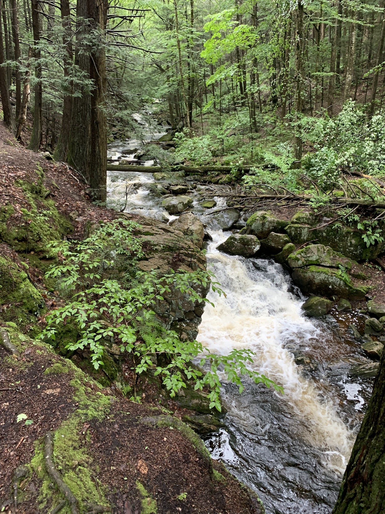 Roaring Brook Trail - Williamstown, MA