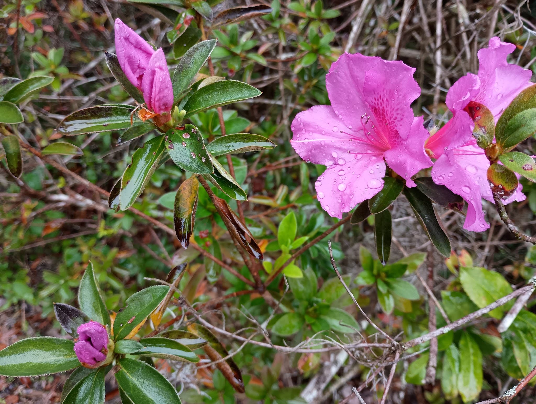 Peggy O'Neill Basham Nature Park - Williston, FL