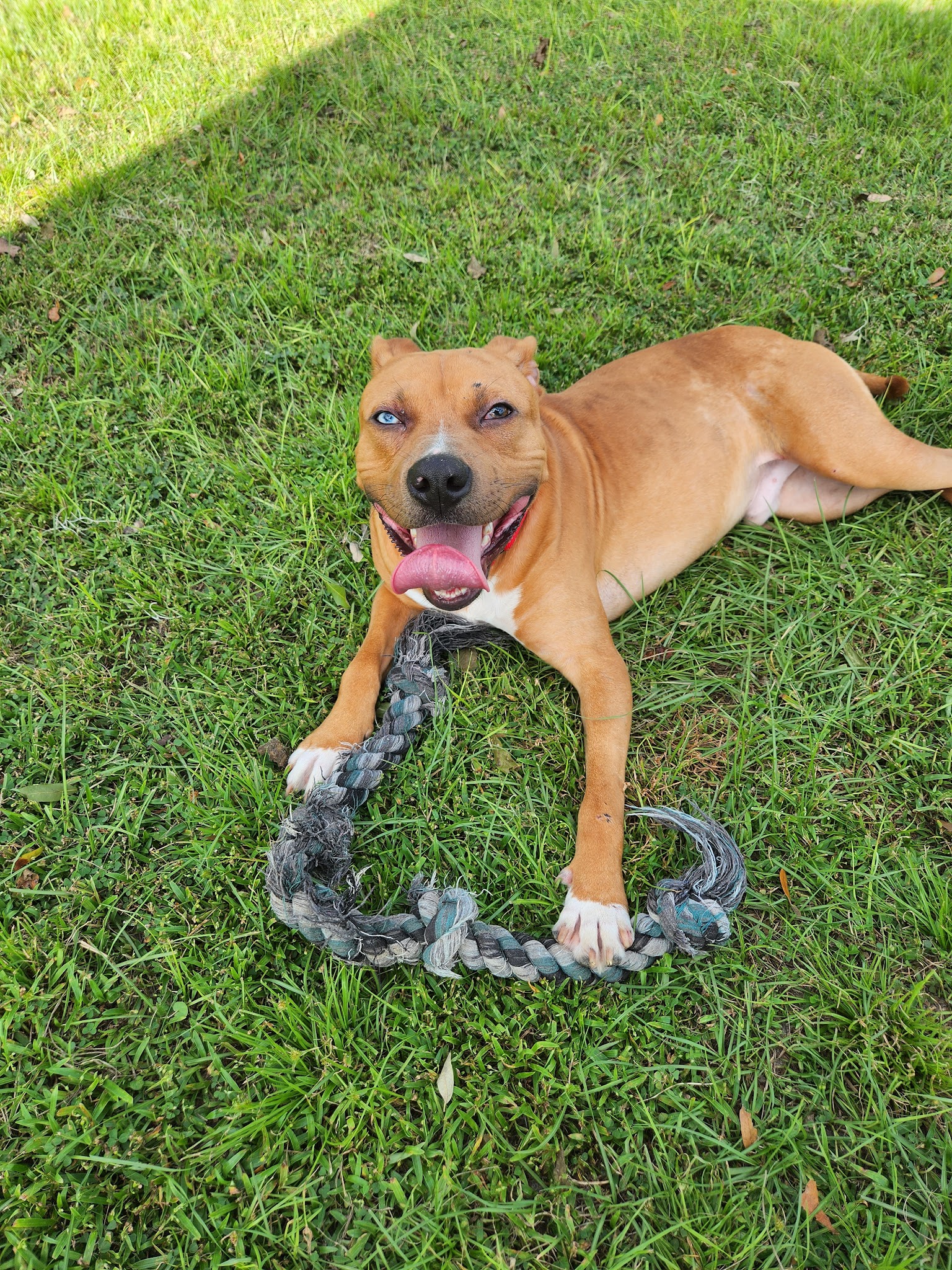 Williston Animal Group - Williston, FL