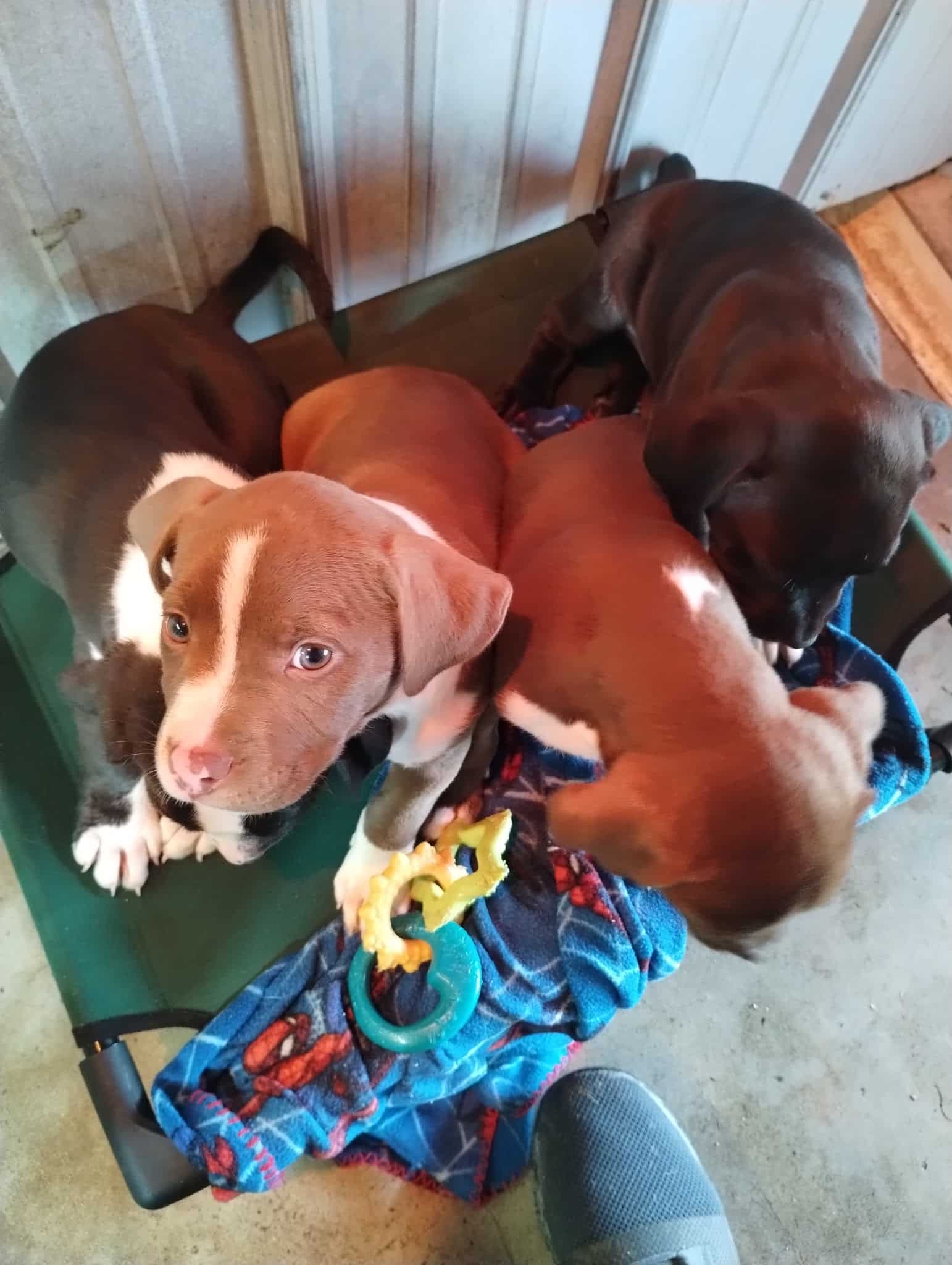 Williston Animal Group - Williston, FL