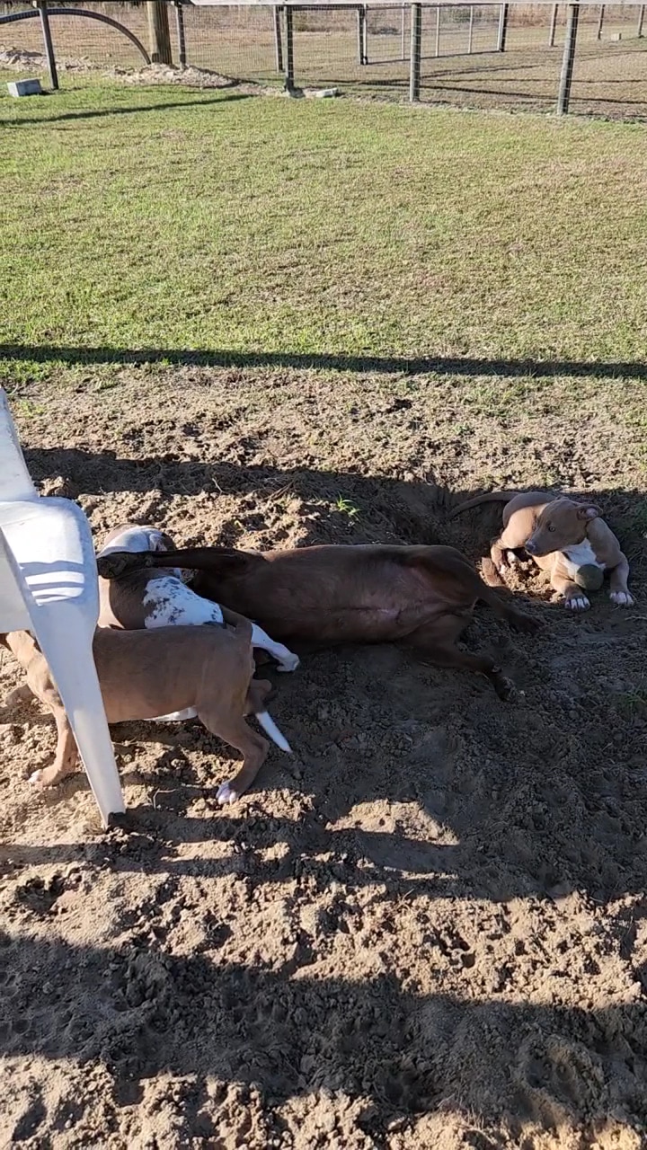 Williston Animal Group - Williston, FL