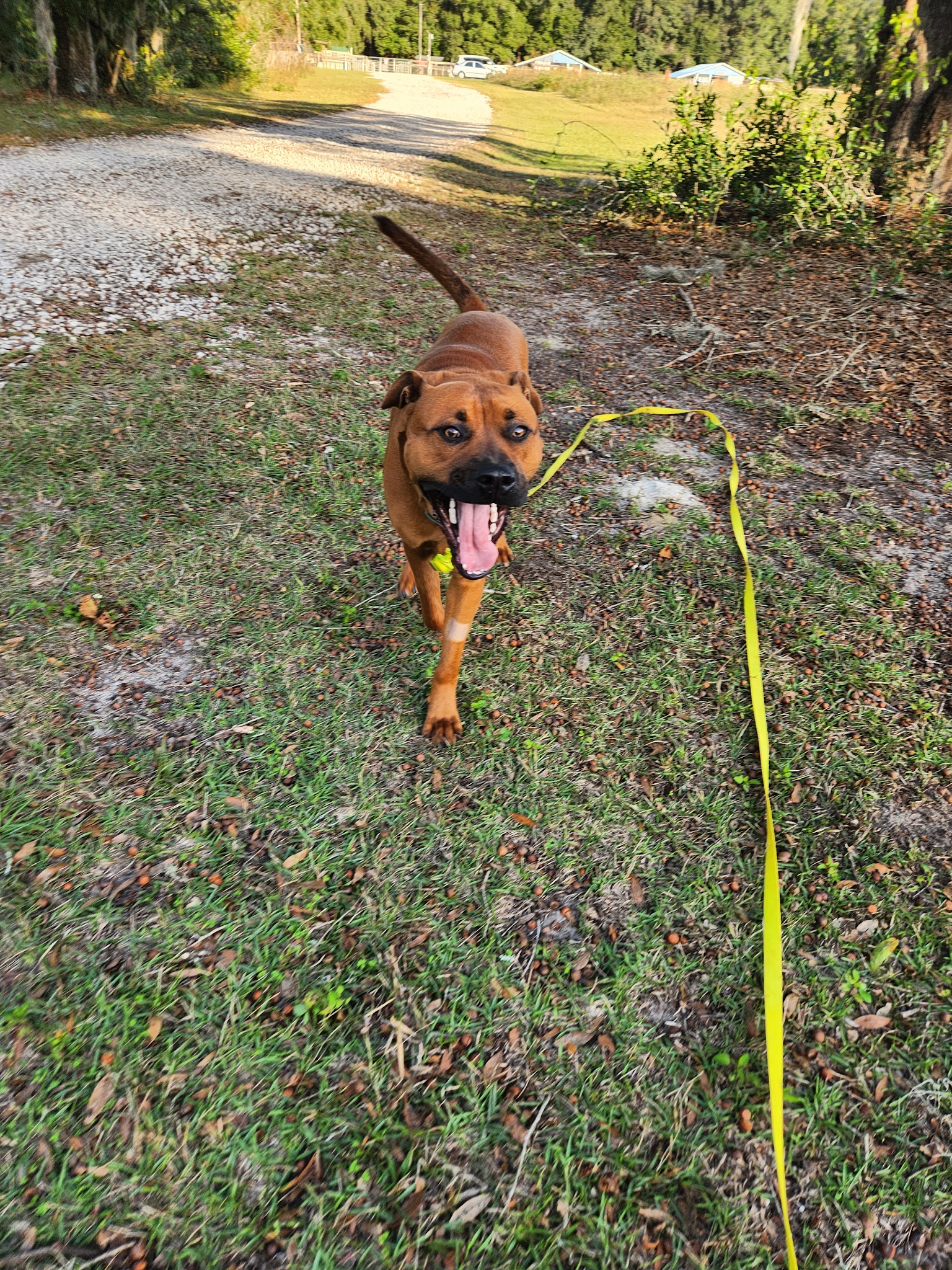Williston Animal Group - Williston, FL