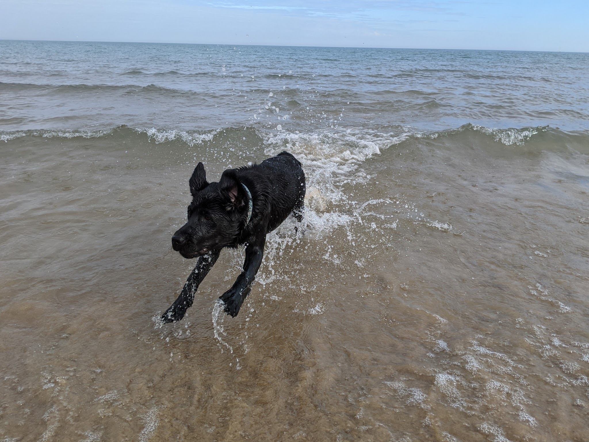 Gillson Park Dog Beach - Wilmette, IL
