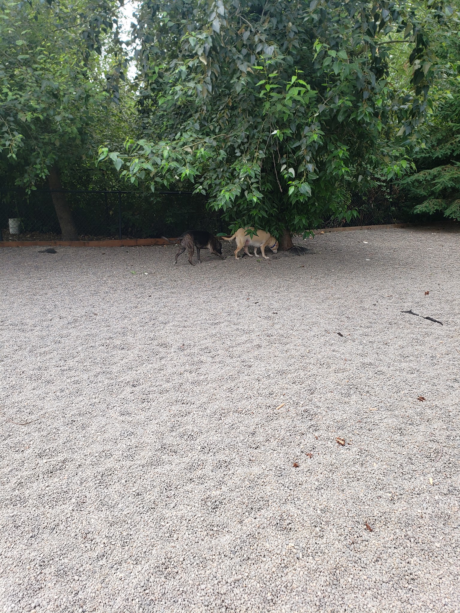 Ash meadows (fenced) dog park - Wilsonville, OR