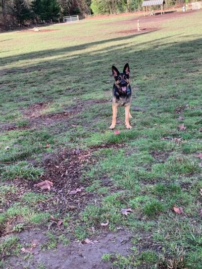 Memorial Dog Park - Wilsonville, OR