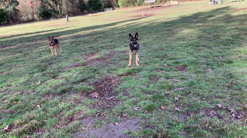 Memorial Dog Park - Wilsonville, OR