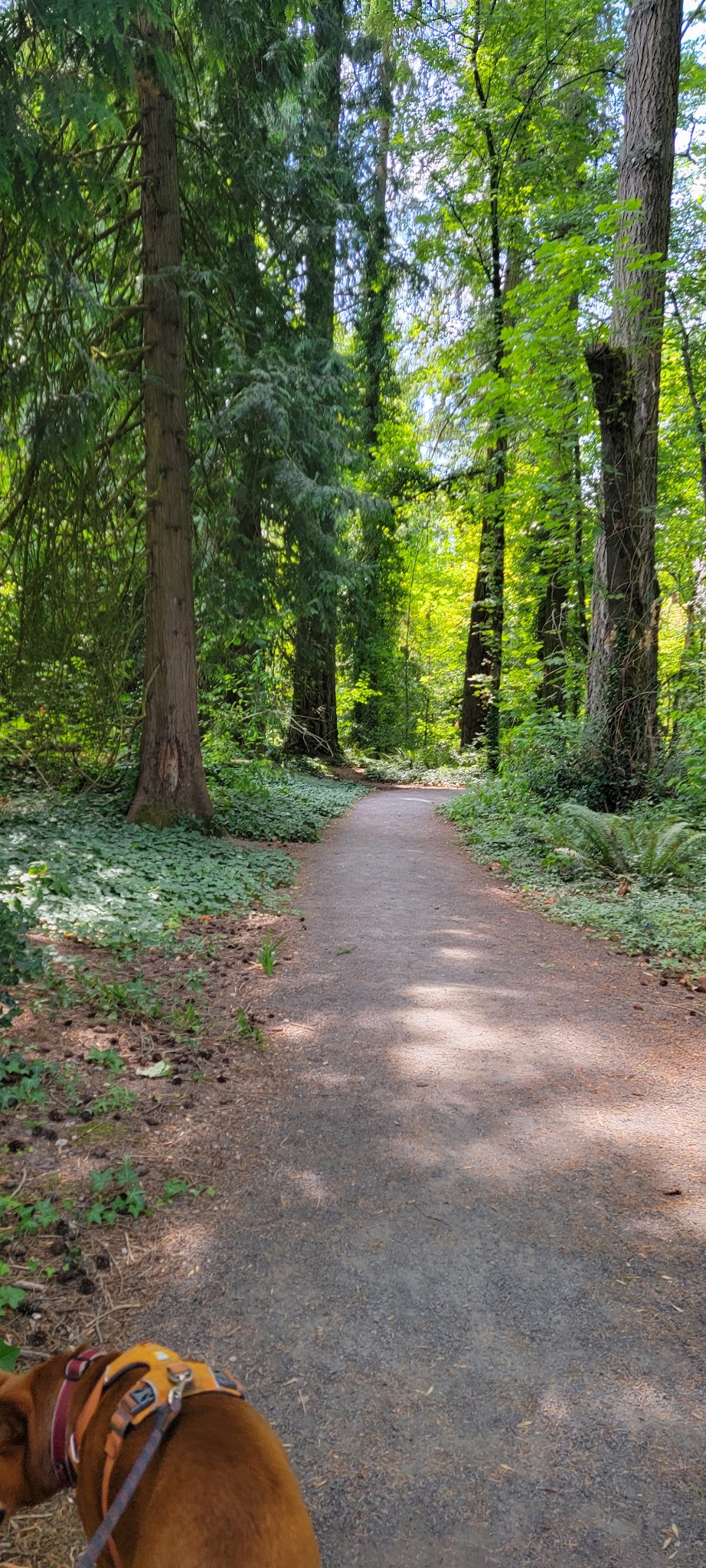 Memorial Dog Park - Wilsonville, OR