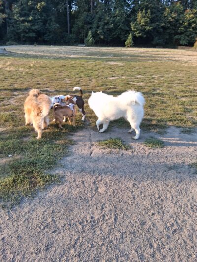 Memorial Dog Park - Wilsonville, OR
