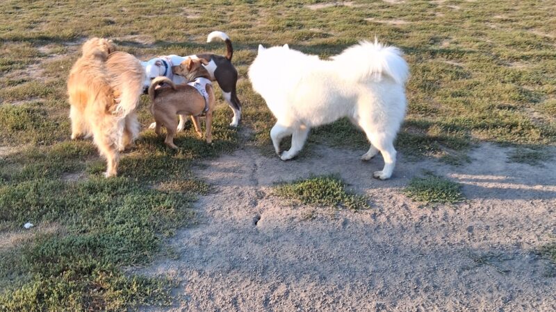 Memorial Dog Park - Wilsonville, OR