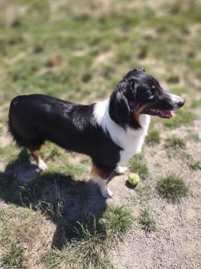 Memorial Dog Park - Wilsonville, OR