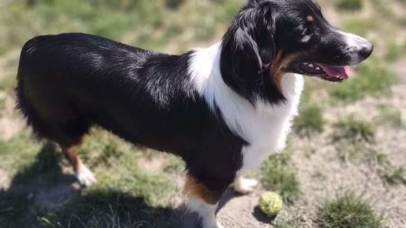 Memorial Dog Park - Wilsonville, OR