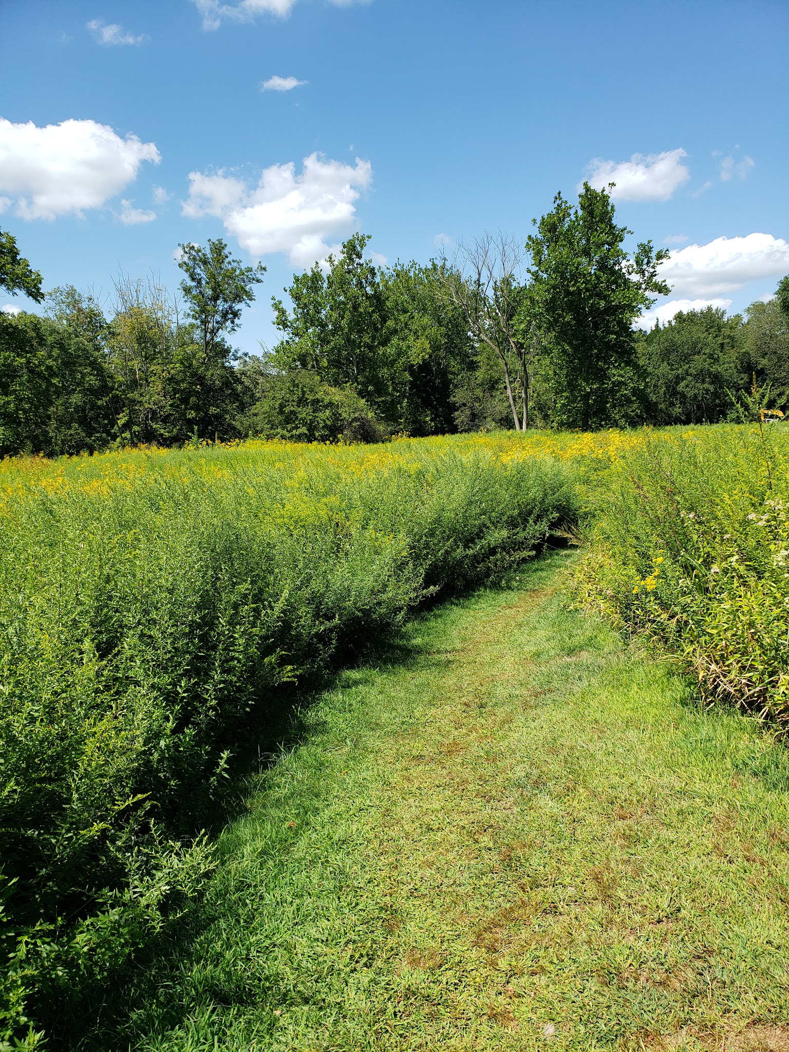 Schenck's Island - Wilton, CT