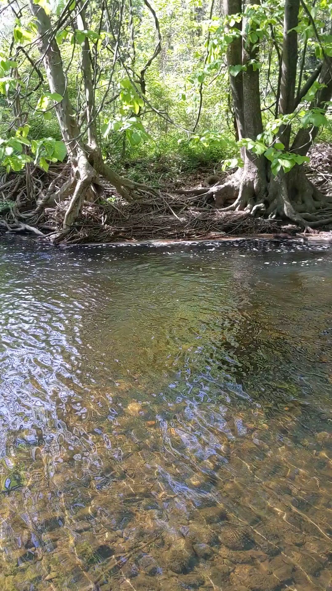 Schenck's Island - Wilton, CT