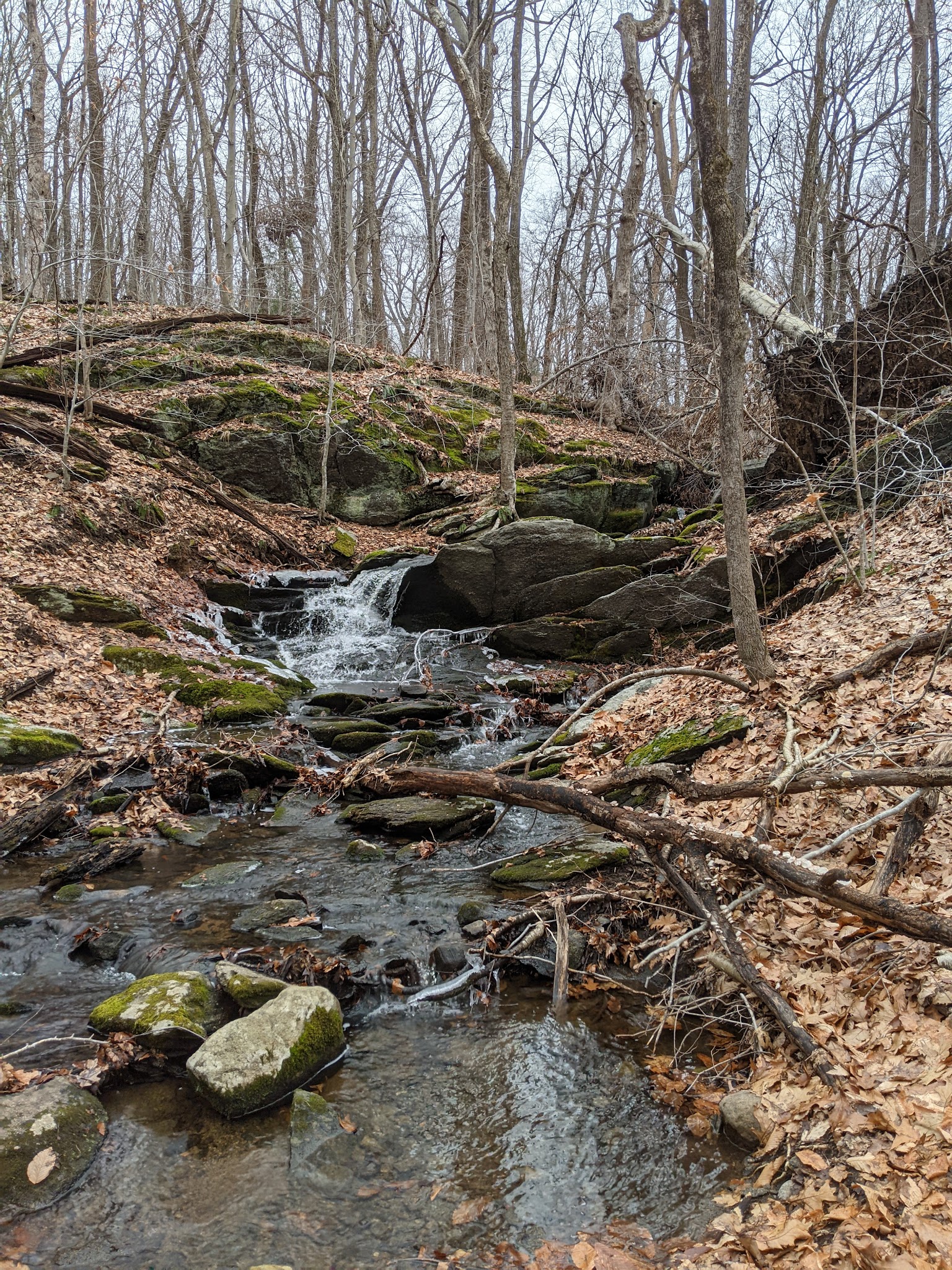 Wilton Town Forest - Wilton, CT