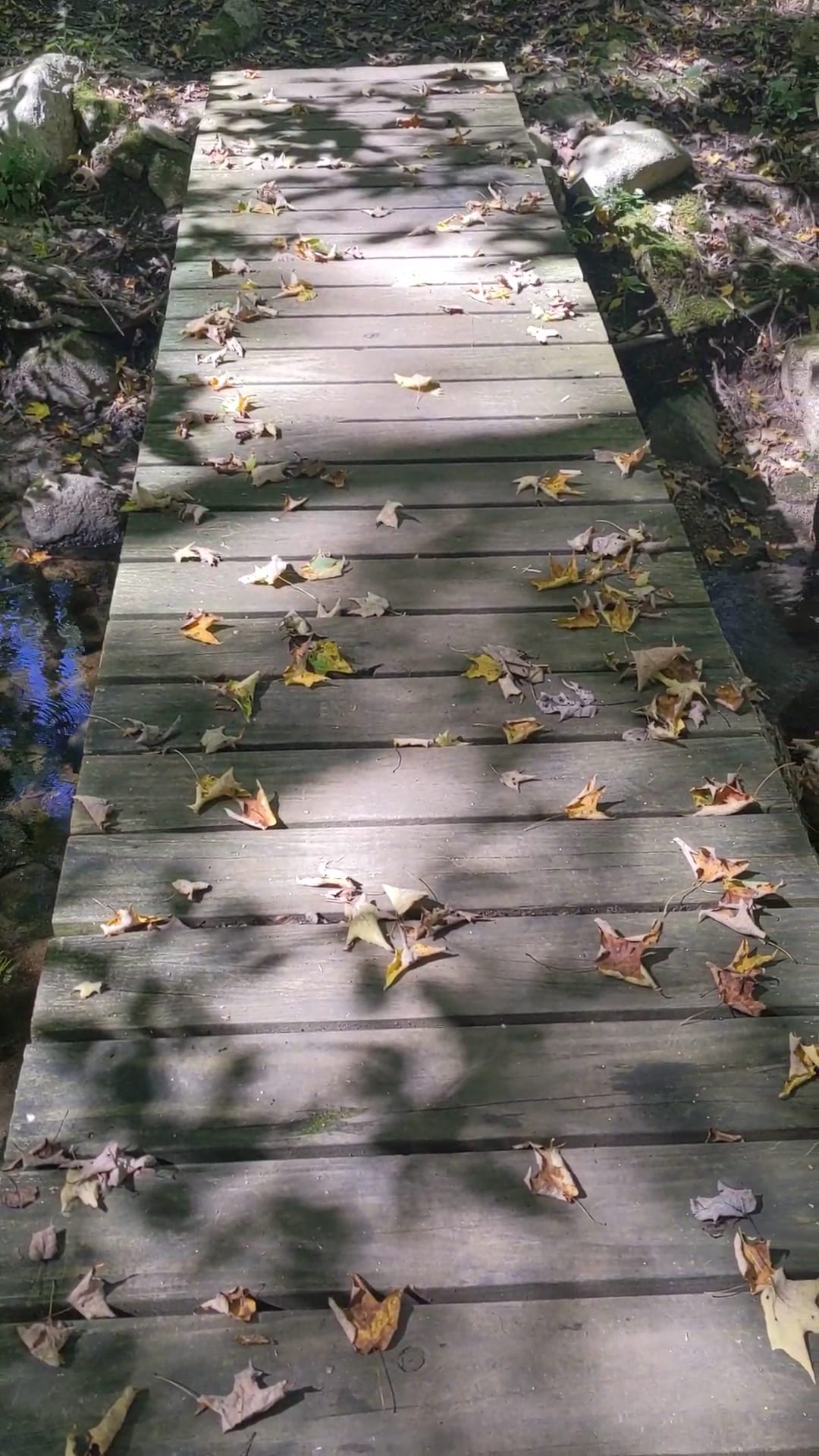 Wilton Town Forest - Wilton, CT