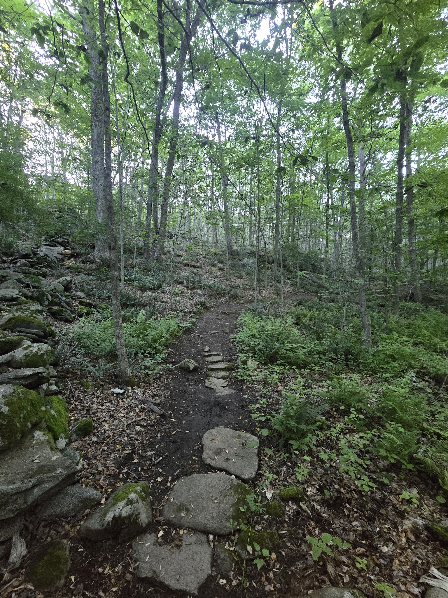 Wilton Town Forest - Wilton, CT