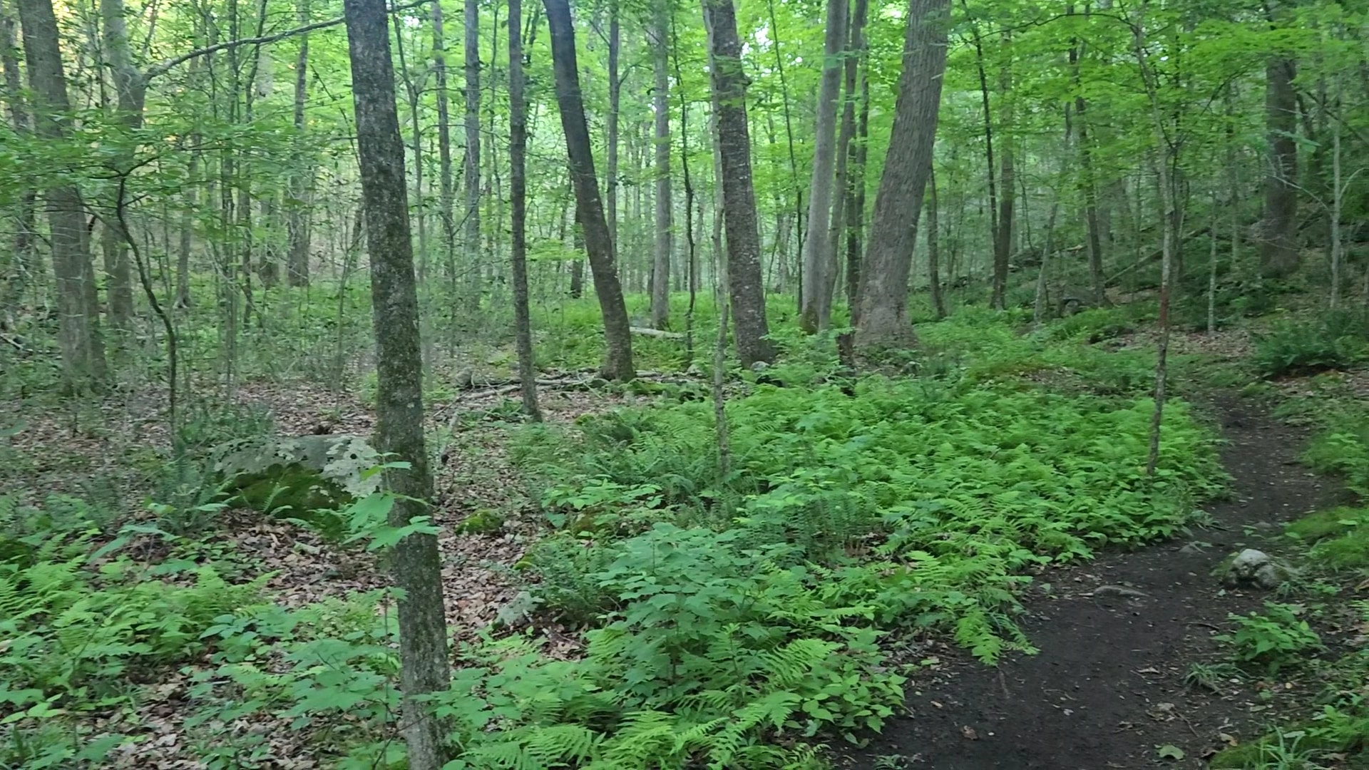 Wilton Town Forest - Wilton, CT