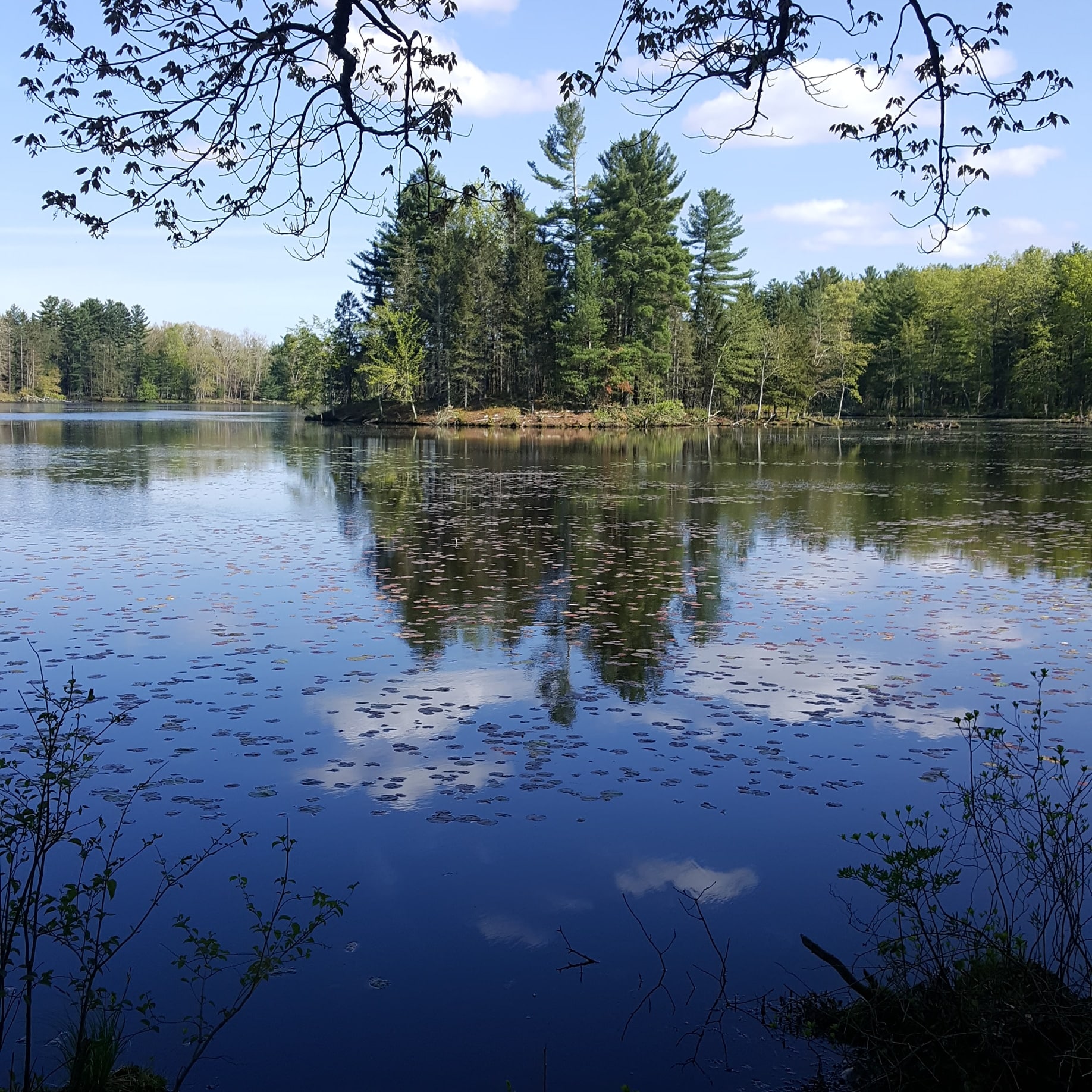 Allanach-Wolf Woodlands - Windham, CT