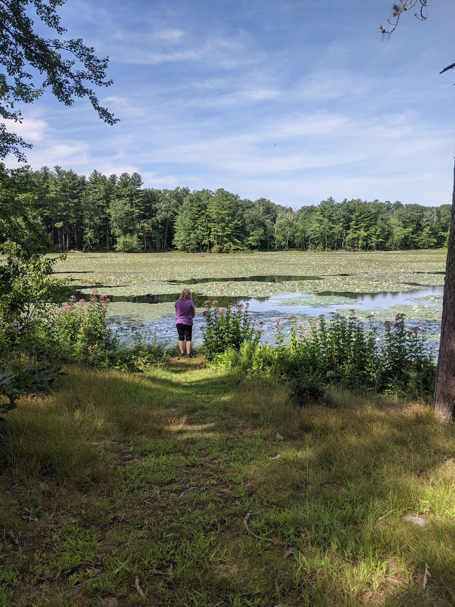 Allanach-Wolf Woodlands - Windham, CT
