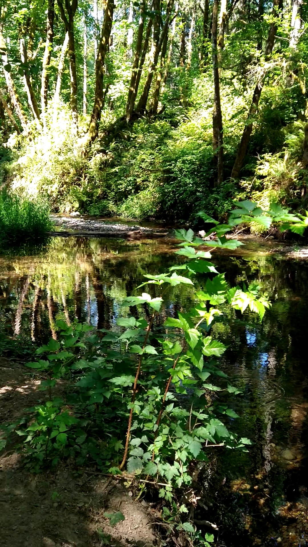Winolequa Memorial Park - Winlock, WA