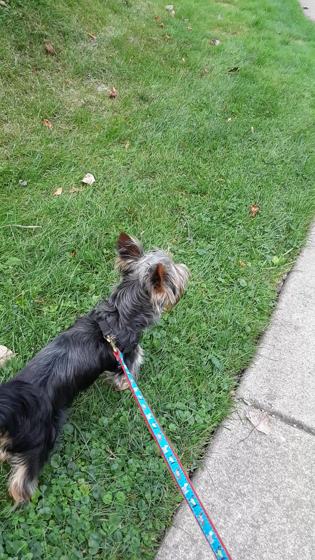 Centennial Park - Winnetka, IL