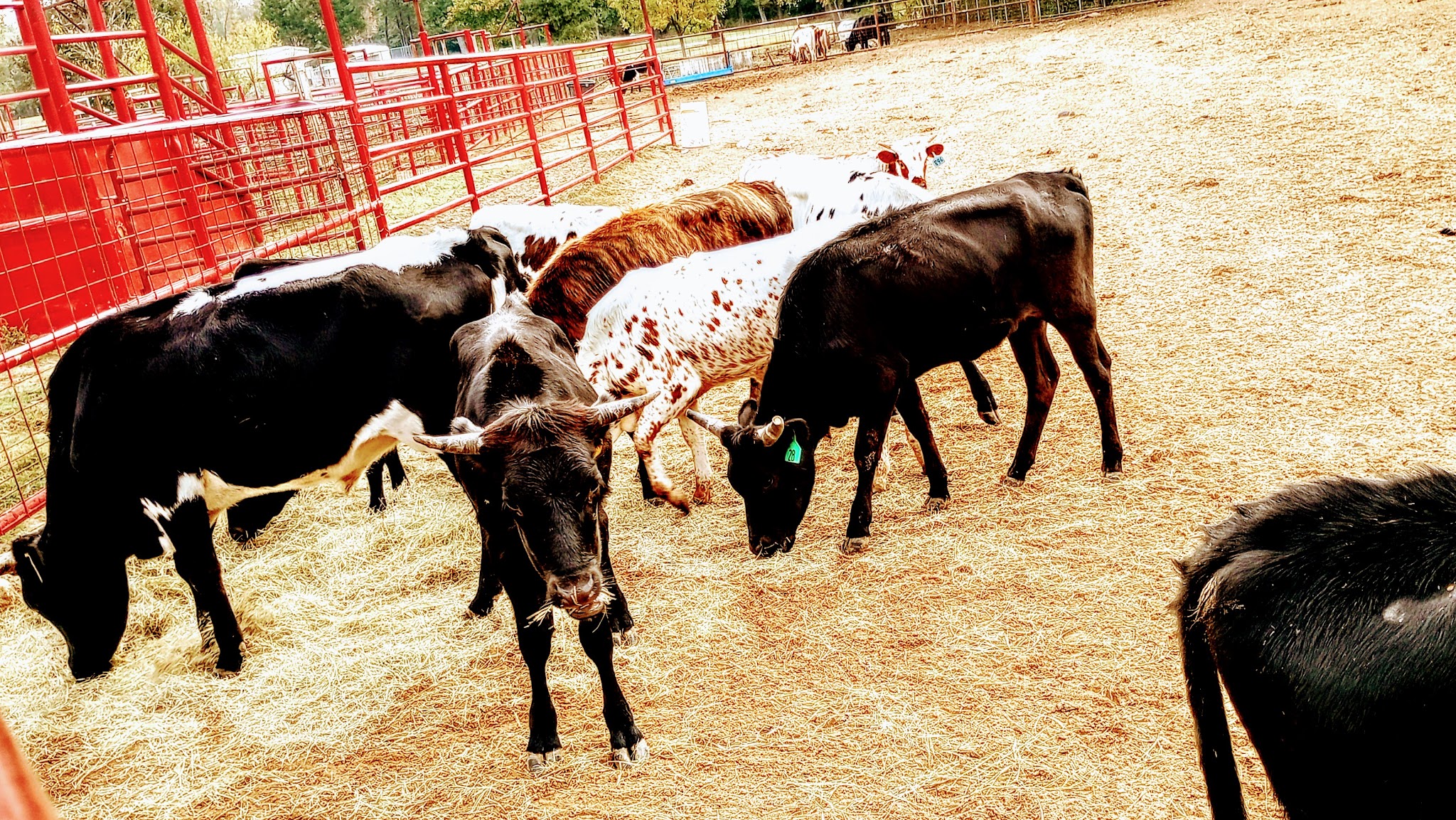 Winnsboro City Park - Winnsboro, TX