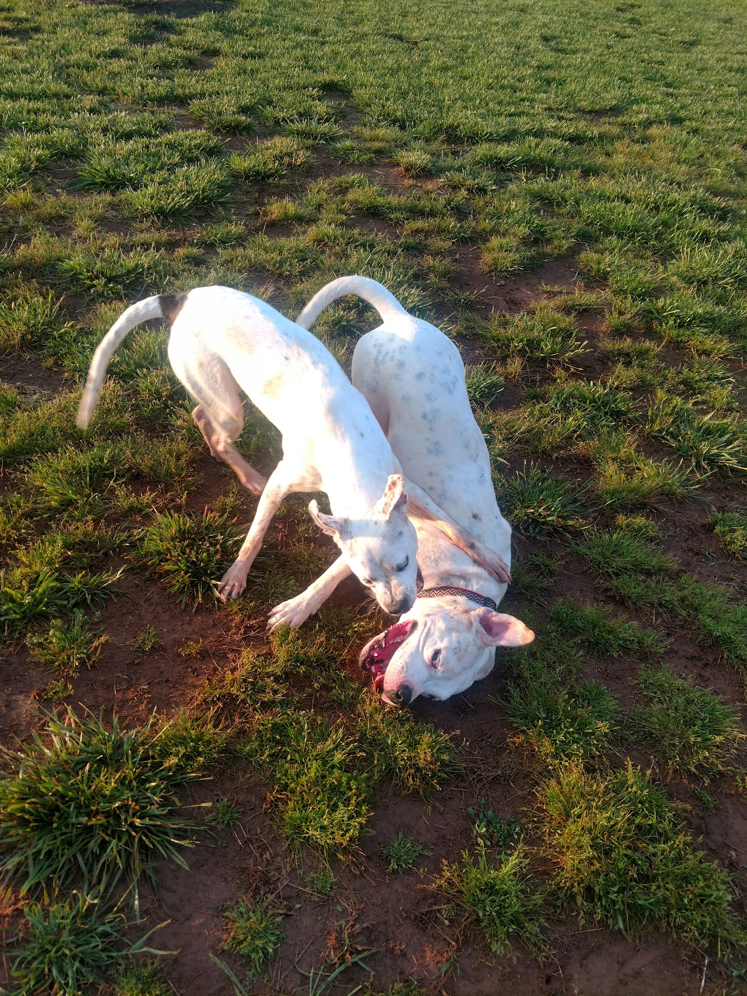 Meadowlark Dog Run - Winston-Salem, NC