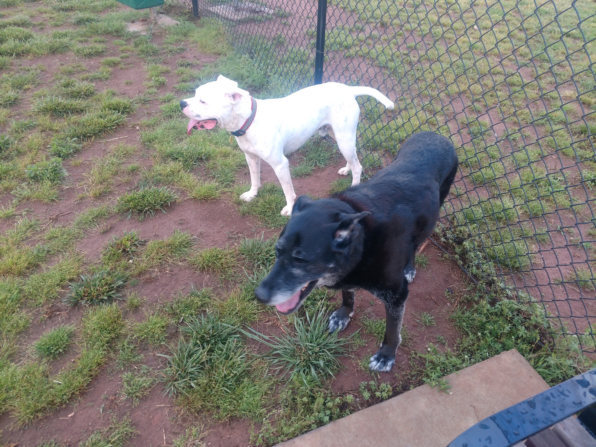 Meadowlark Dog Run - Winston-Salem, NC