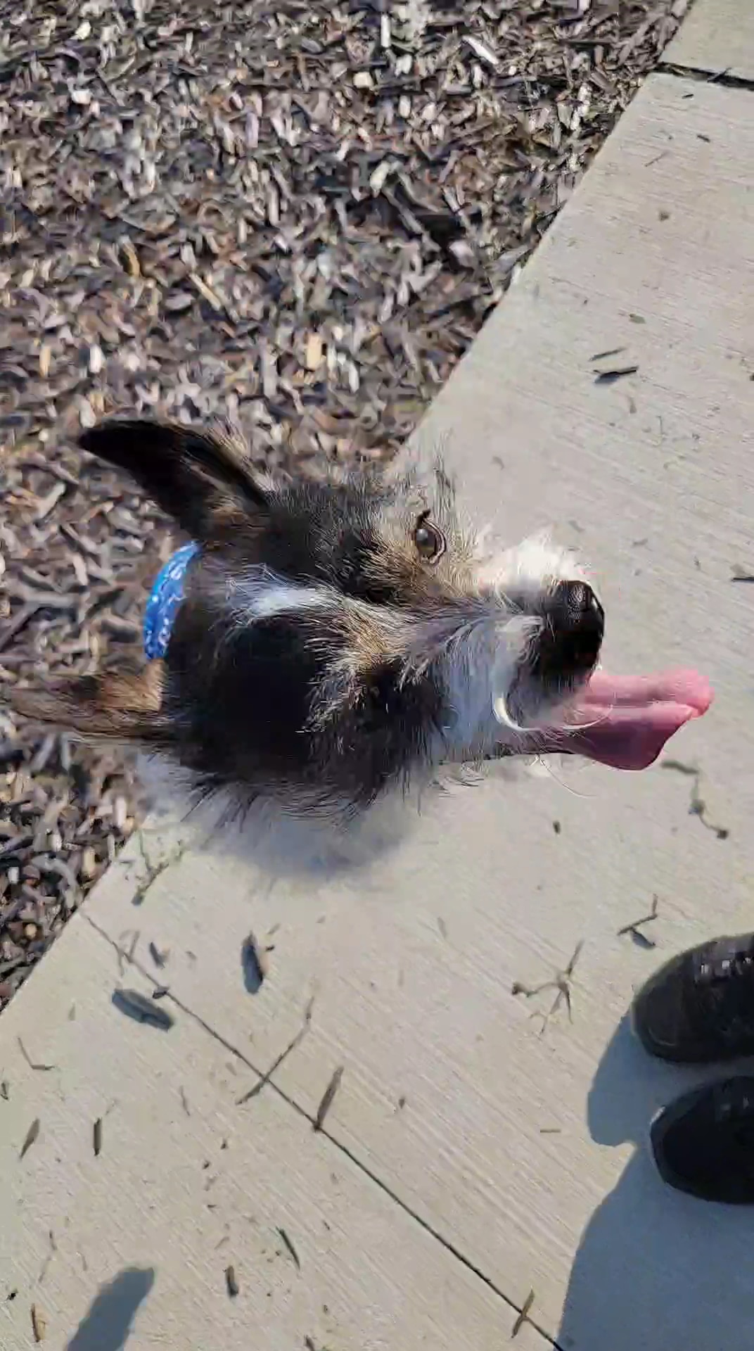 Winterhaven/Lake Wales Dog Park - Winter Haven, FL