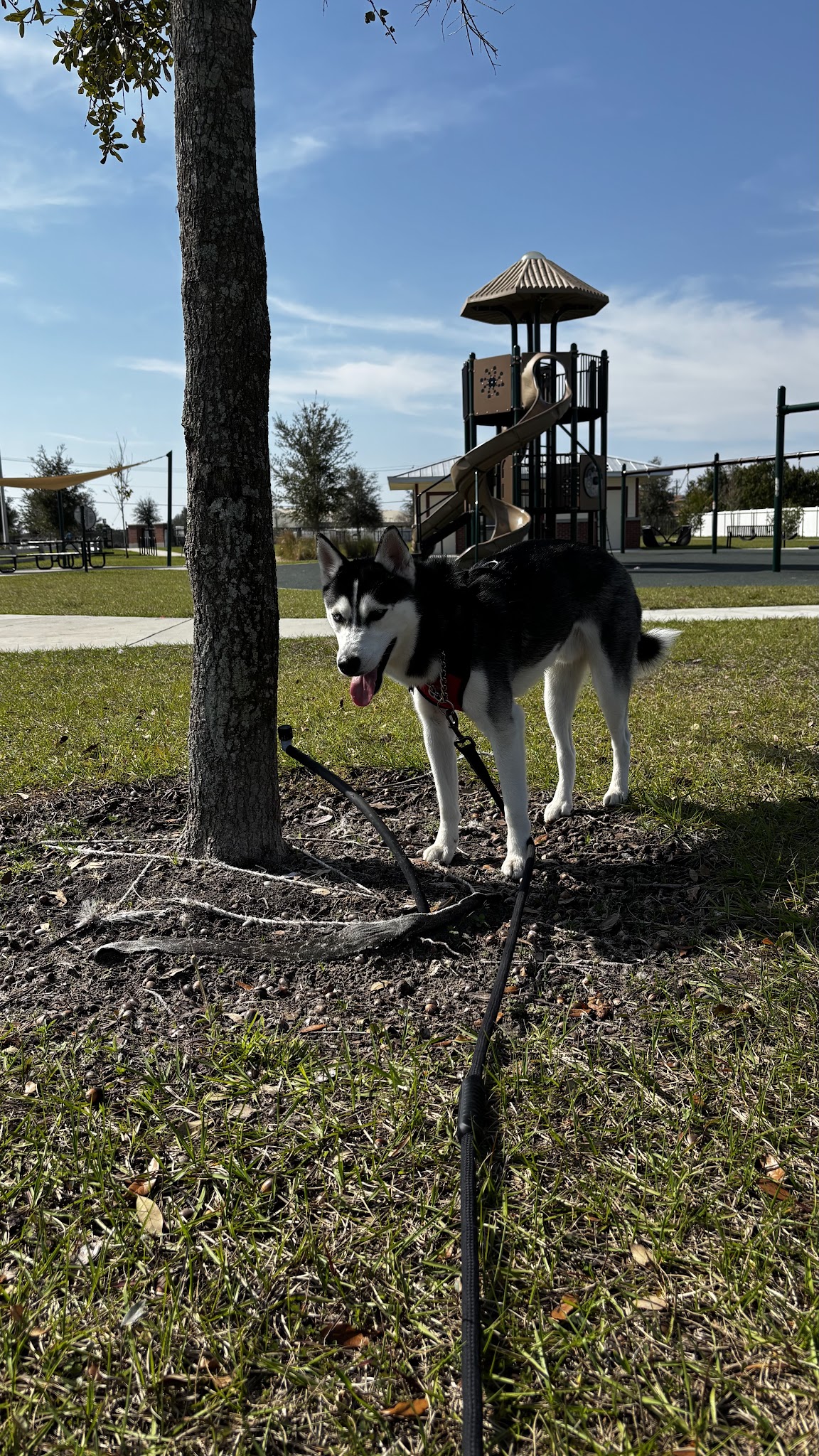 Winterhaven/Lake Wales Dog Park - Winter Haven, FL