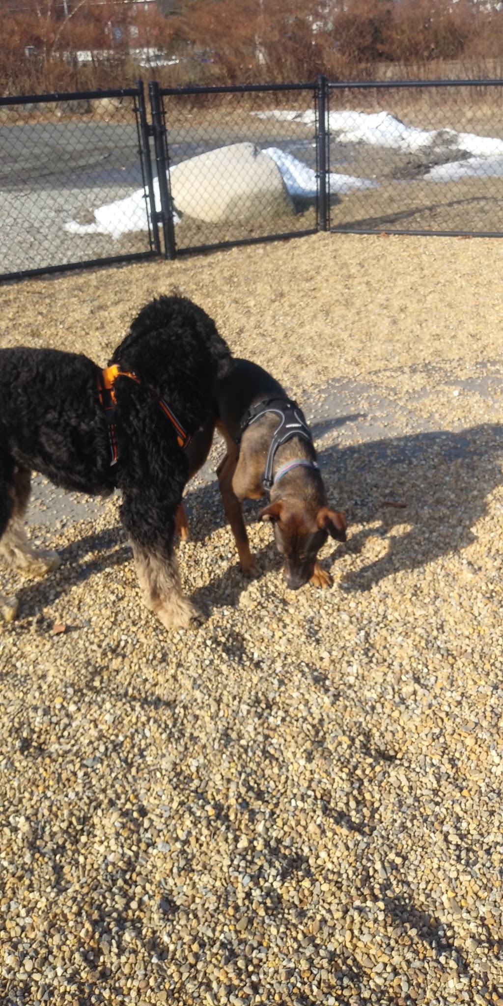 Woburn Dog Park - Woburn, MA