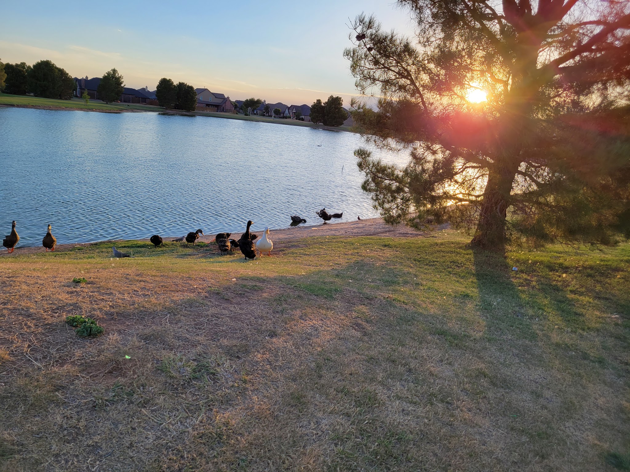 Preston Manor Private Dog Park - Wolfforth, TX