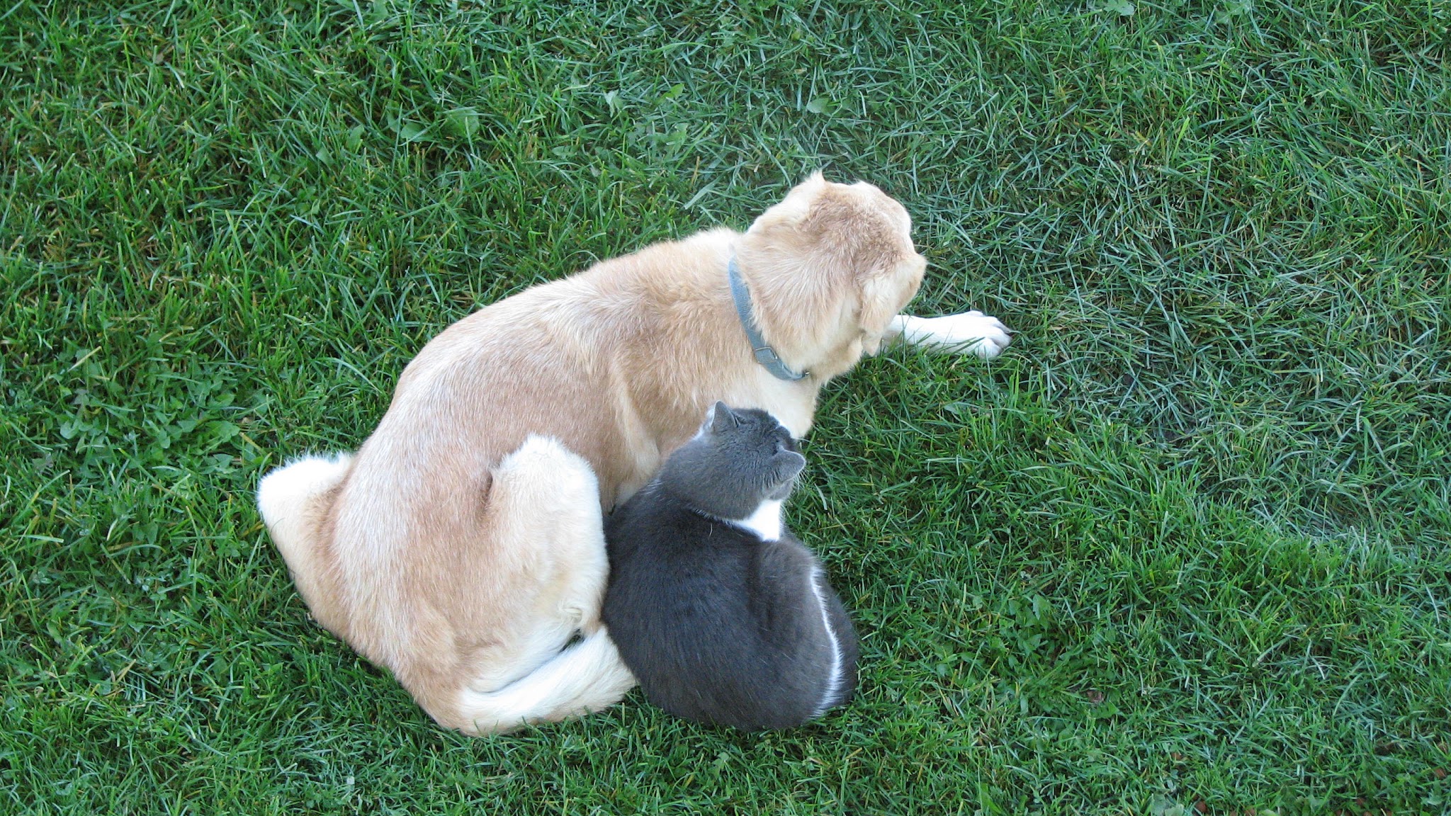 Preston Manor Private Dog Park - Wolfforth, TX