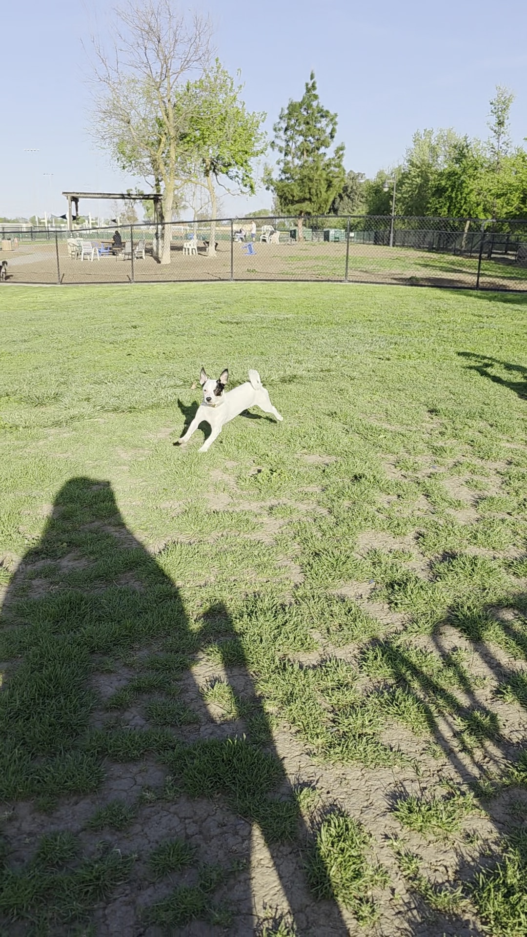 Woodland Off Leash Dog Park - Woodland, CA