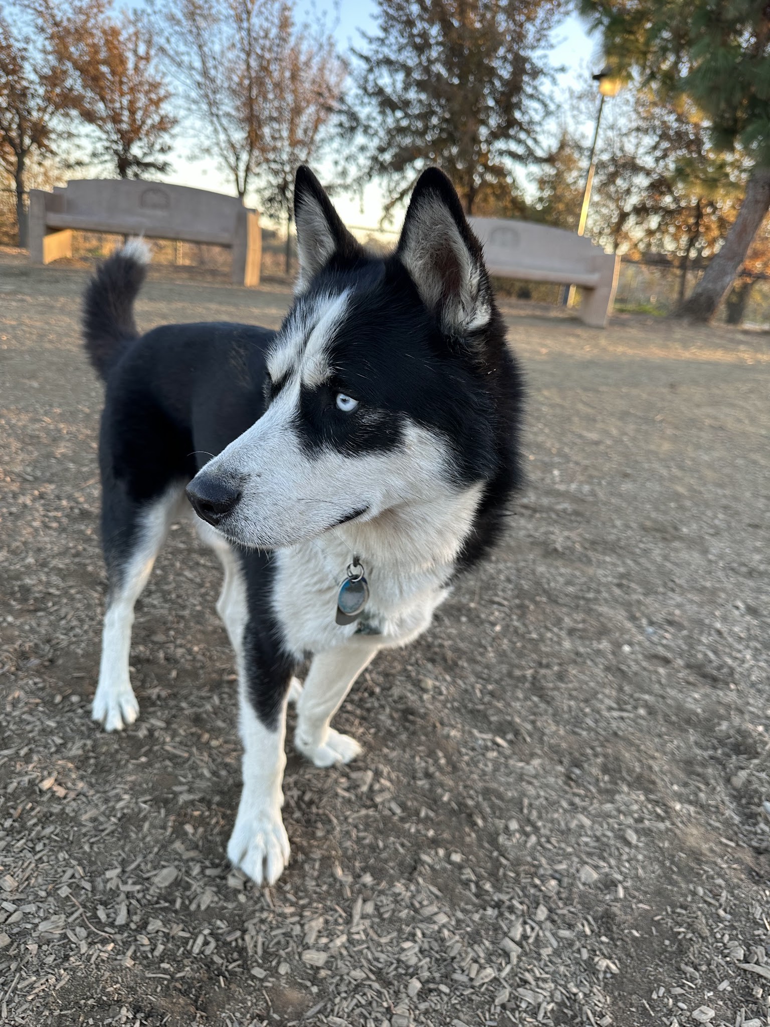 Woodland Off Leash Dog Park - Woodland, CA
