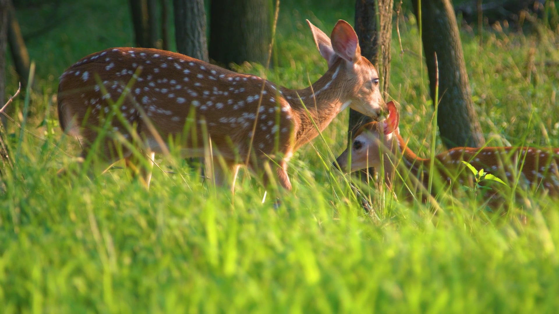 Garret Mountain Reservation - Woodland Park, NJ