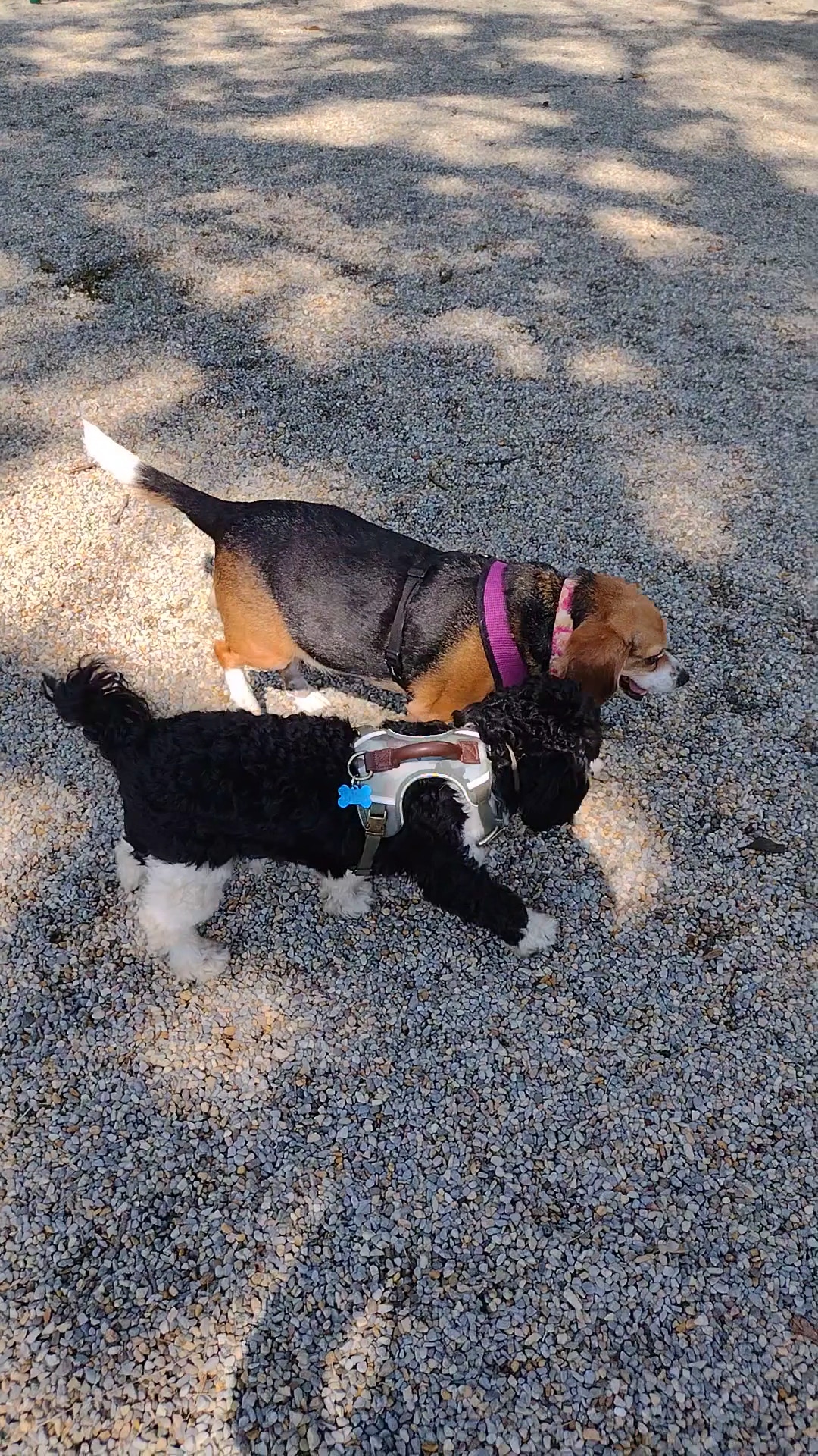 Dog Park at Rifle Camp Park - Woodland Park, NJ