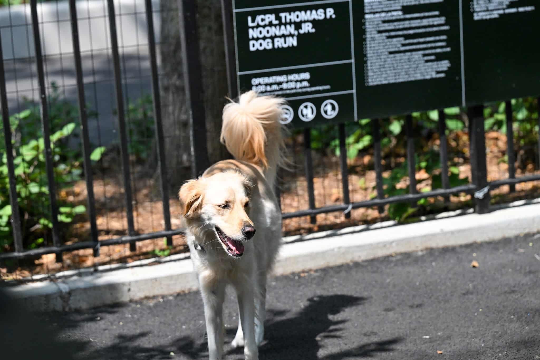 Noonan Park Dog Run - Woodside, NY