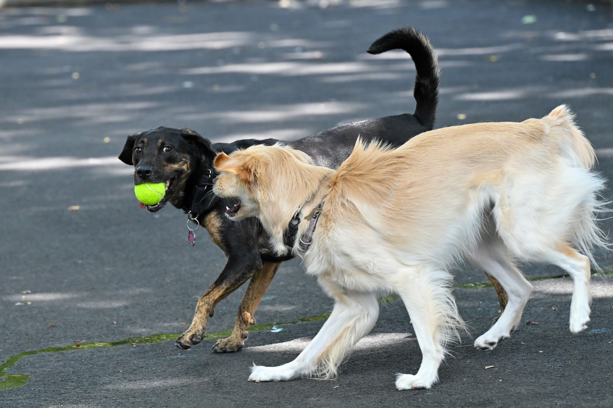 Noonan Park Dog Run - Woodside, NY