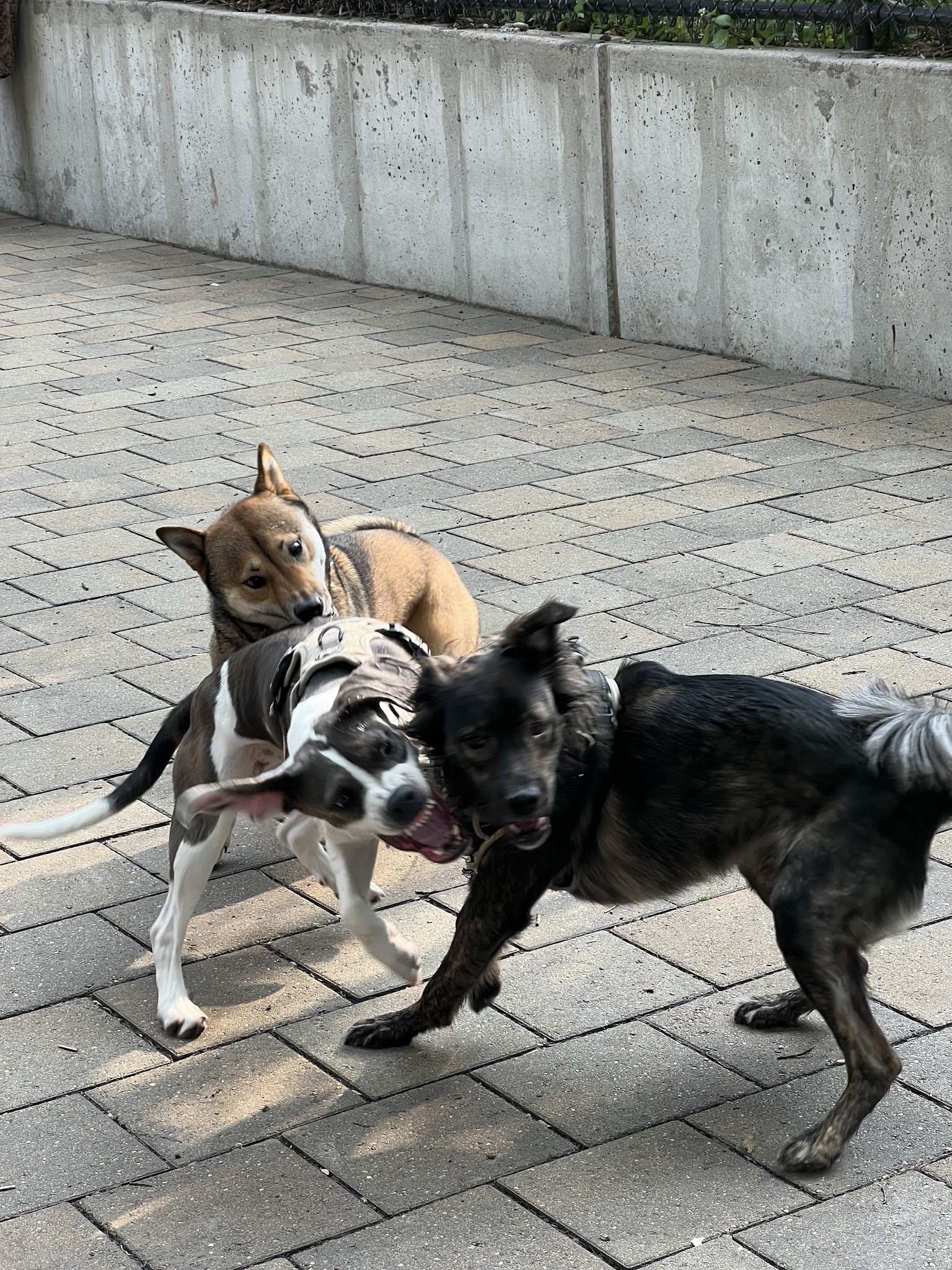 Doughboy Plaza Dog Run - Woodside, NY