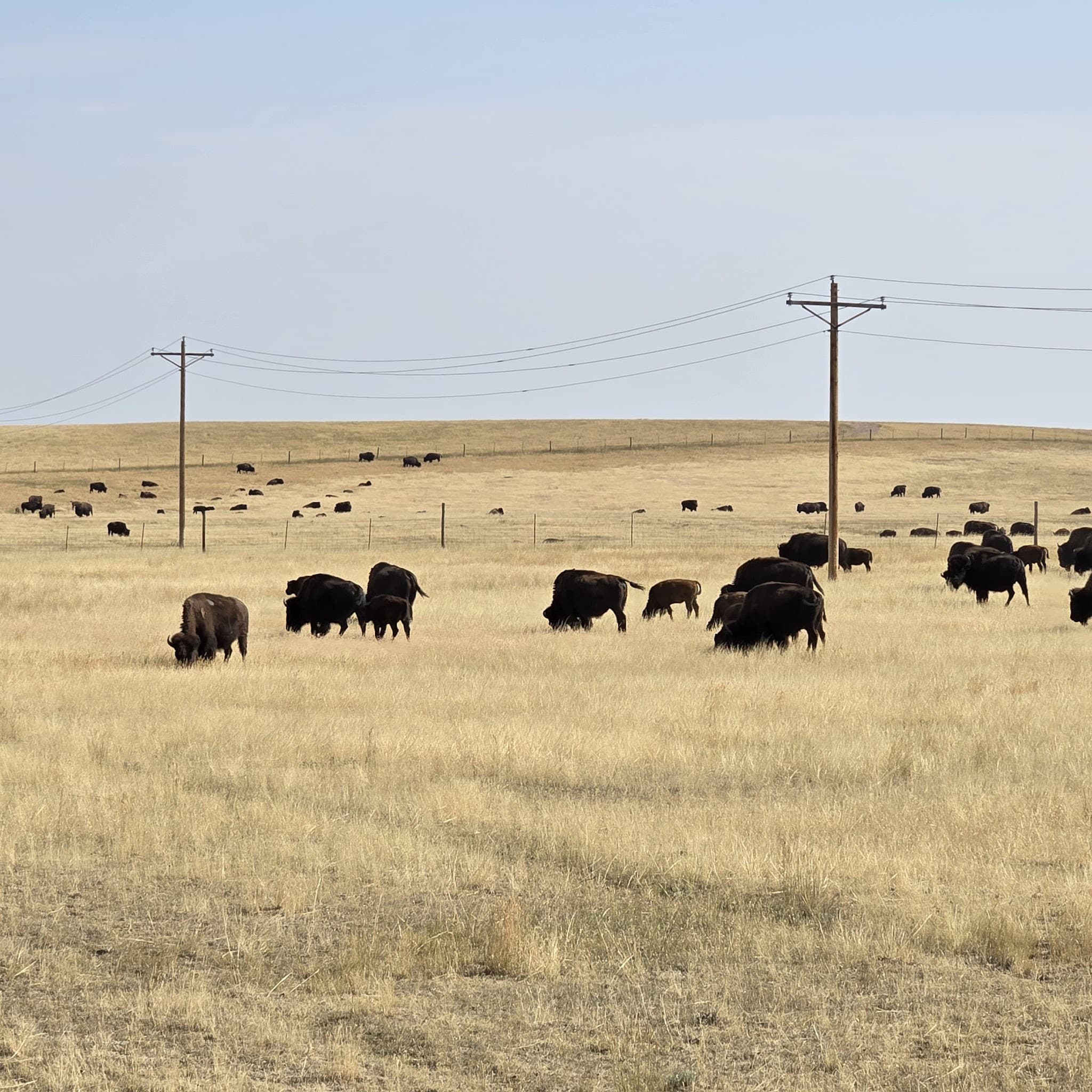 Wright Rest Area Dog Park - Wright, WY